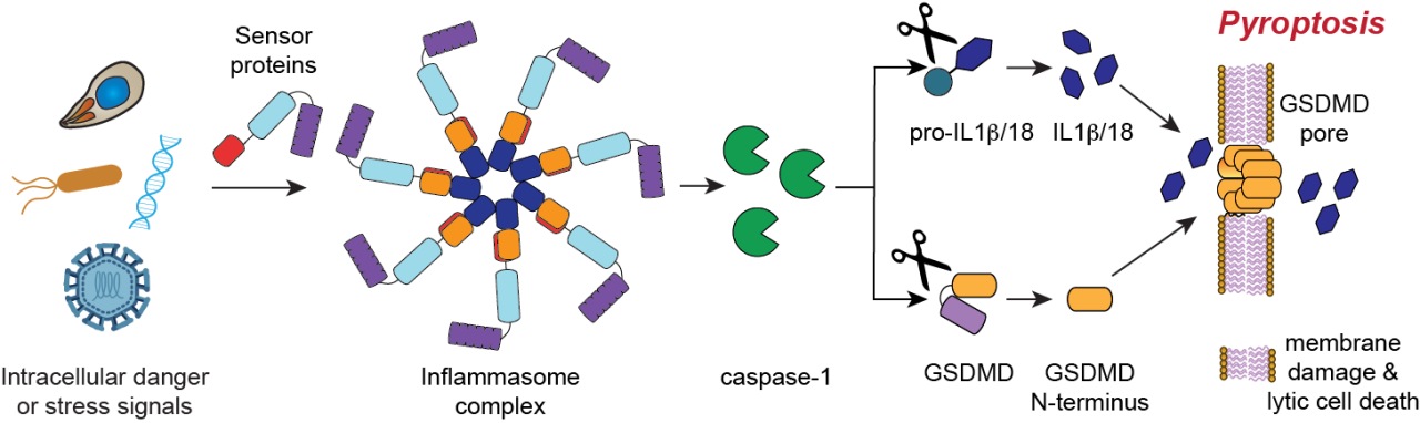 Inflammasome activation